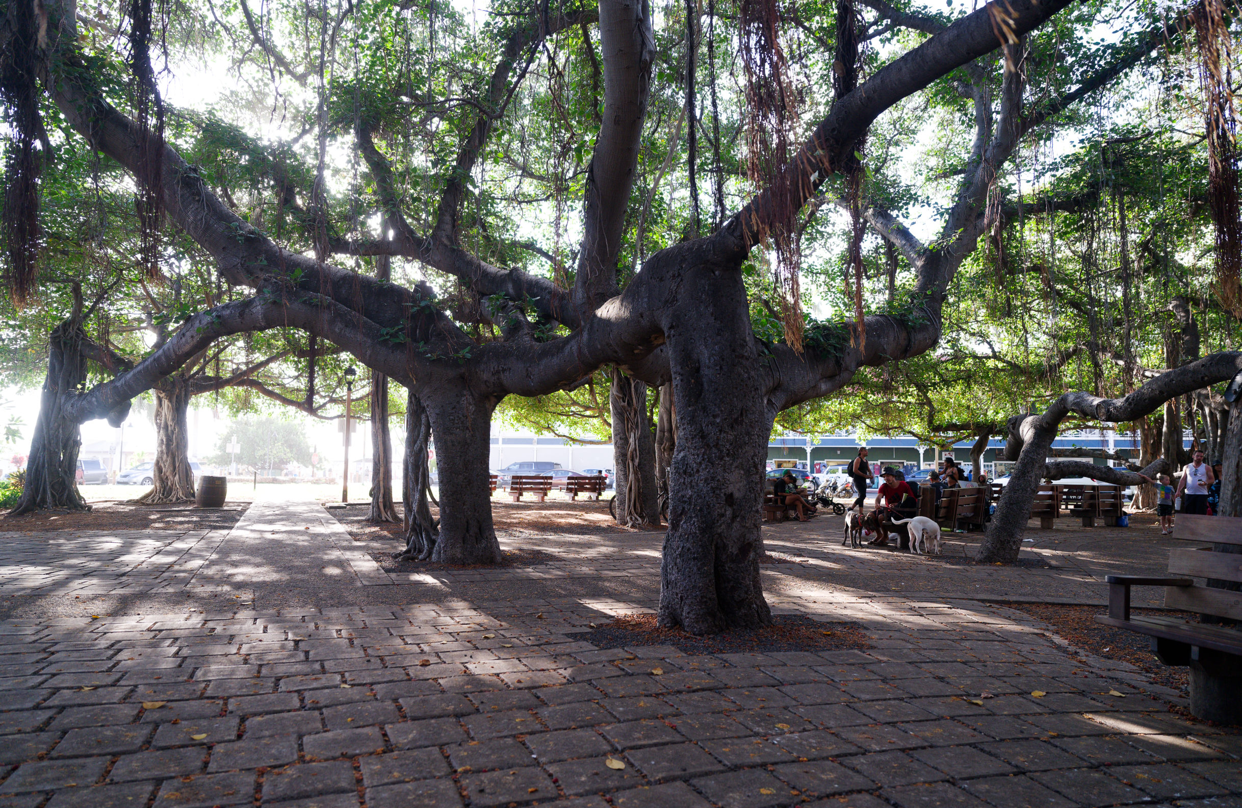 Banyan Court